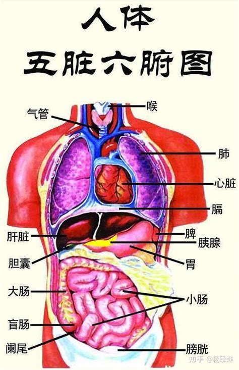 身体部位|人体图五脏的位置图分布图 (人体结构解剖图)